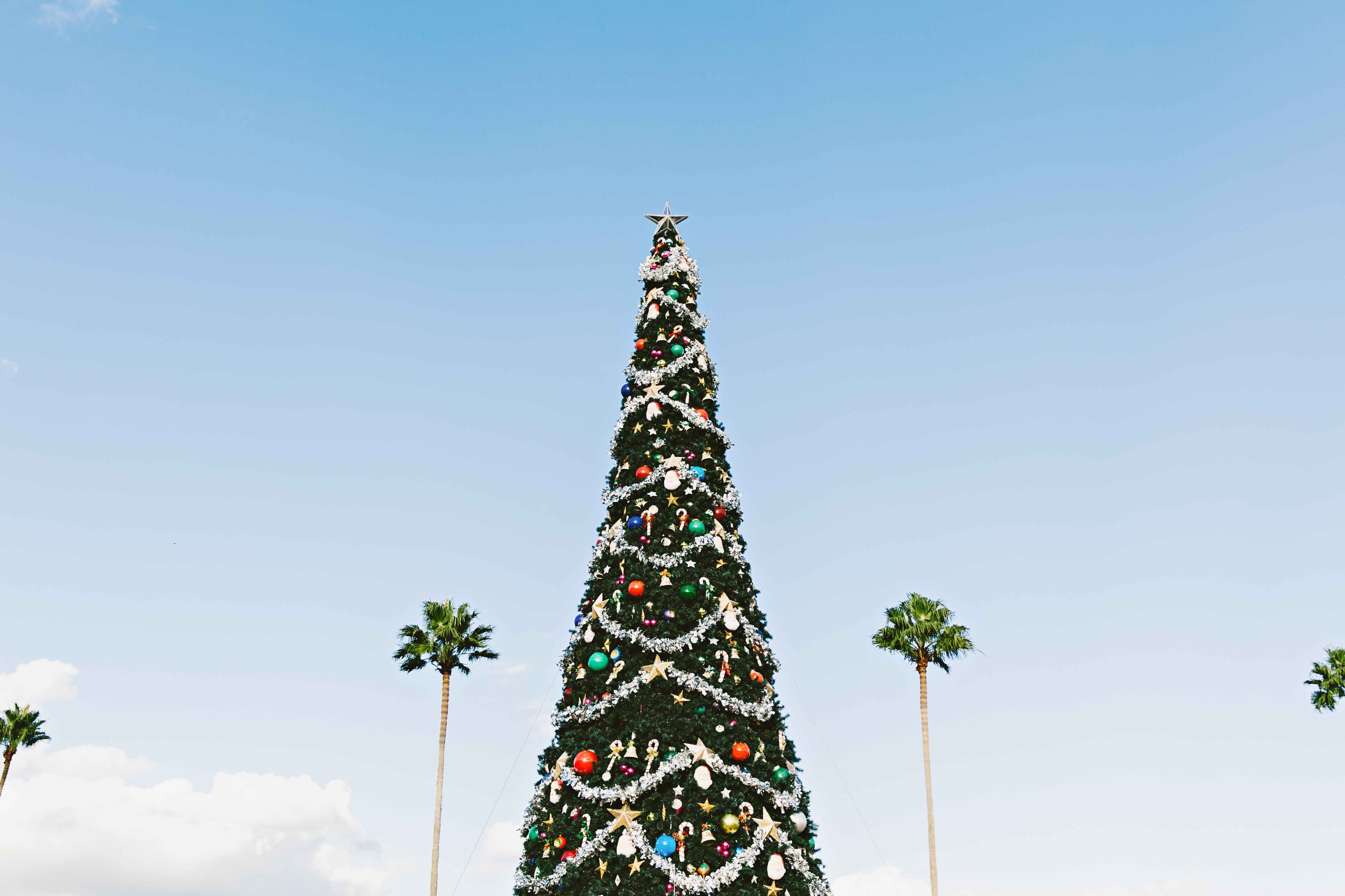 Christmas tree outdoor